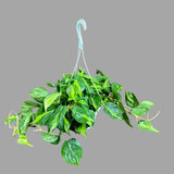 Rare Brazilian philodendron in a 8" Hanging Basket- Philodendron Brazil