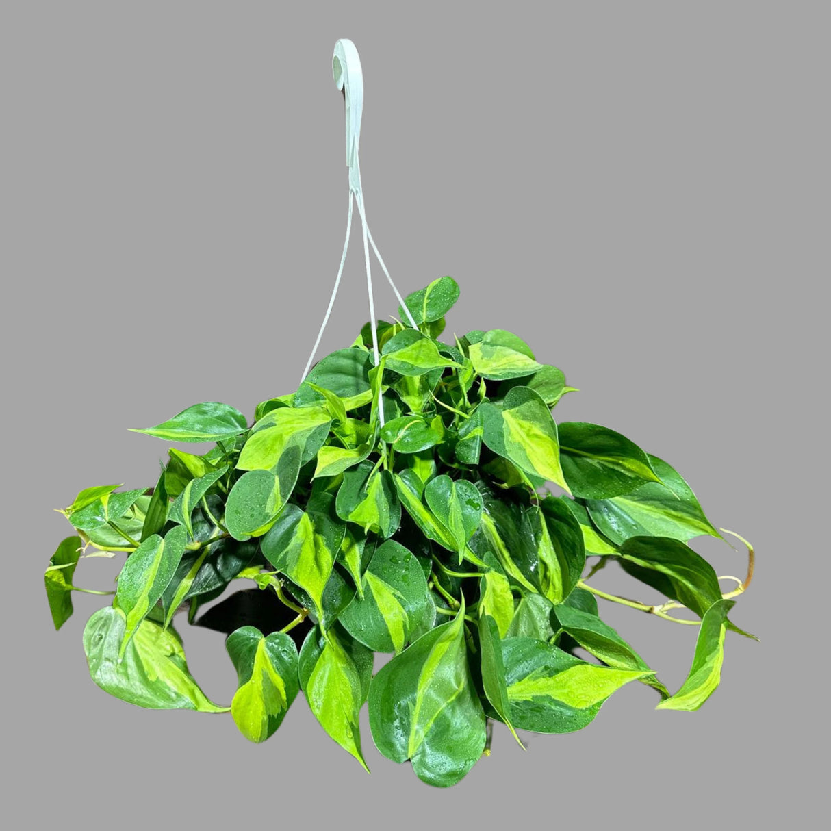 Rare Brazilian philodendron in a 8" Hanging Basket- Philodendron Brazil