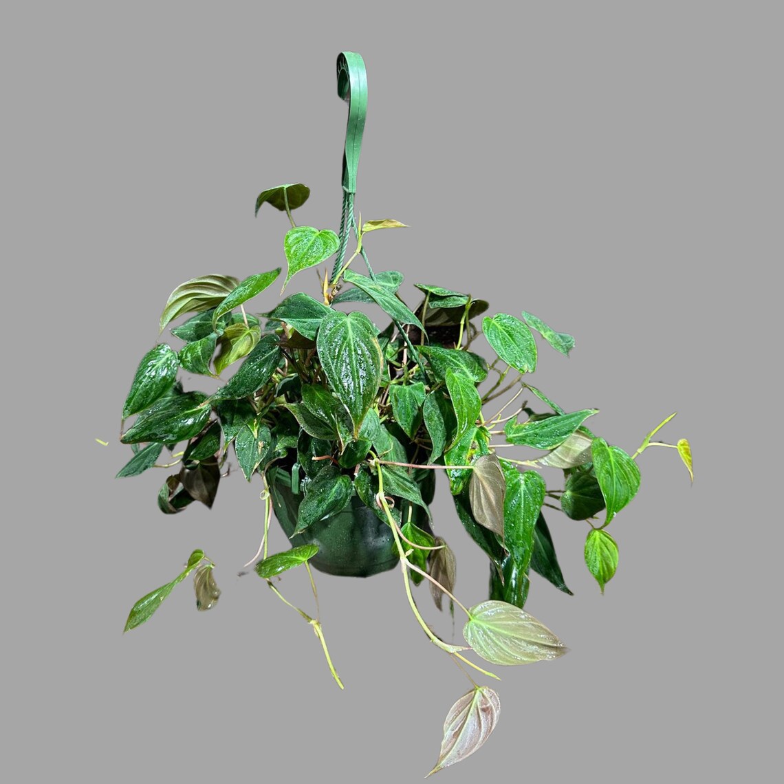 Philodendron Micans Velvet in a 4" Hanging Basket -Velvet Leaf-Heart leaf Philodendron