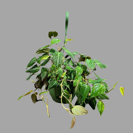 Philodendron Micans Velvet in a 4" Hanging Basket -Velvet Leaf-Heart leaf Philodendron