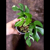 Variegated Rhaphidophora Tetrasperma Albo - Collector's Aroid - (June-09-31)