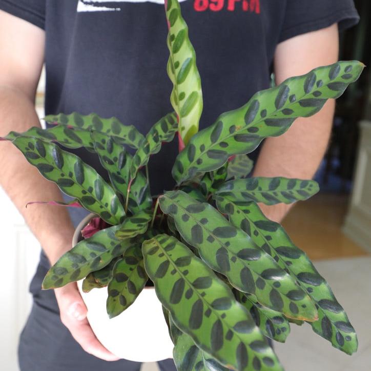 Calathea Lancifolia