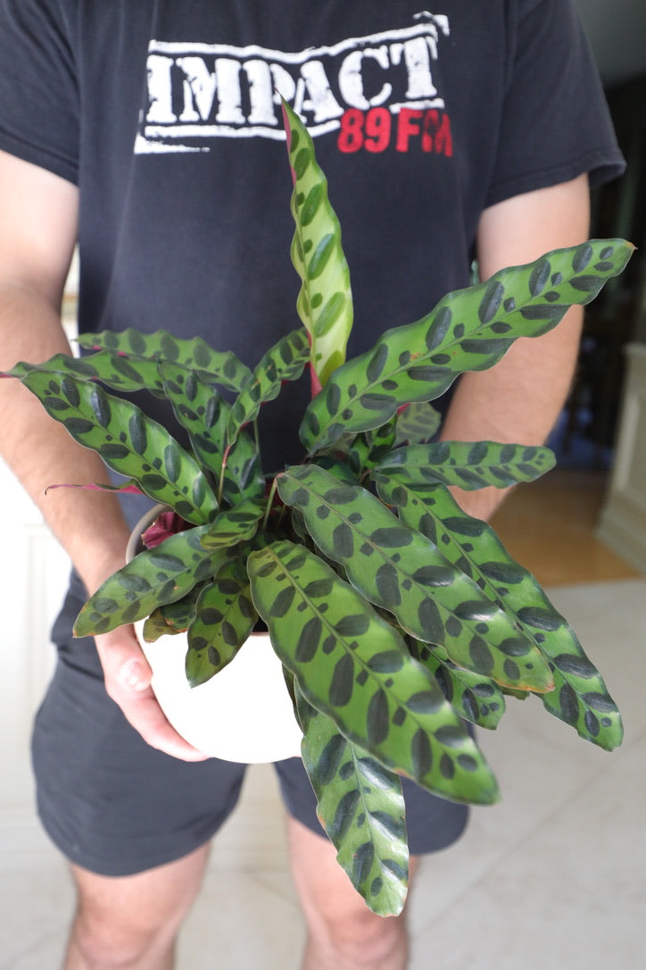 Rare Calathea Lancifolia in 5" Nursery Pot - Air purifier plant - Rare Houseplant