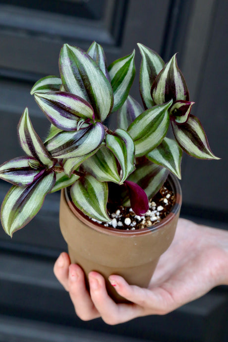 Silver Wandering Jew Plant in 3" Pot