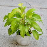 Lemon Lime Neon Philodendron in a 6"inch Pot