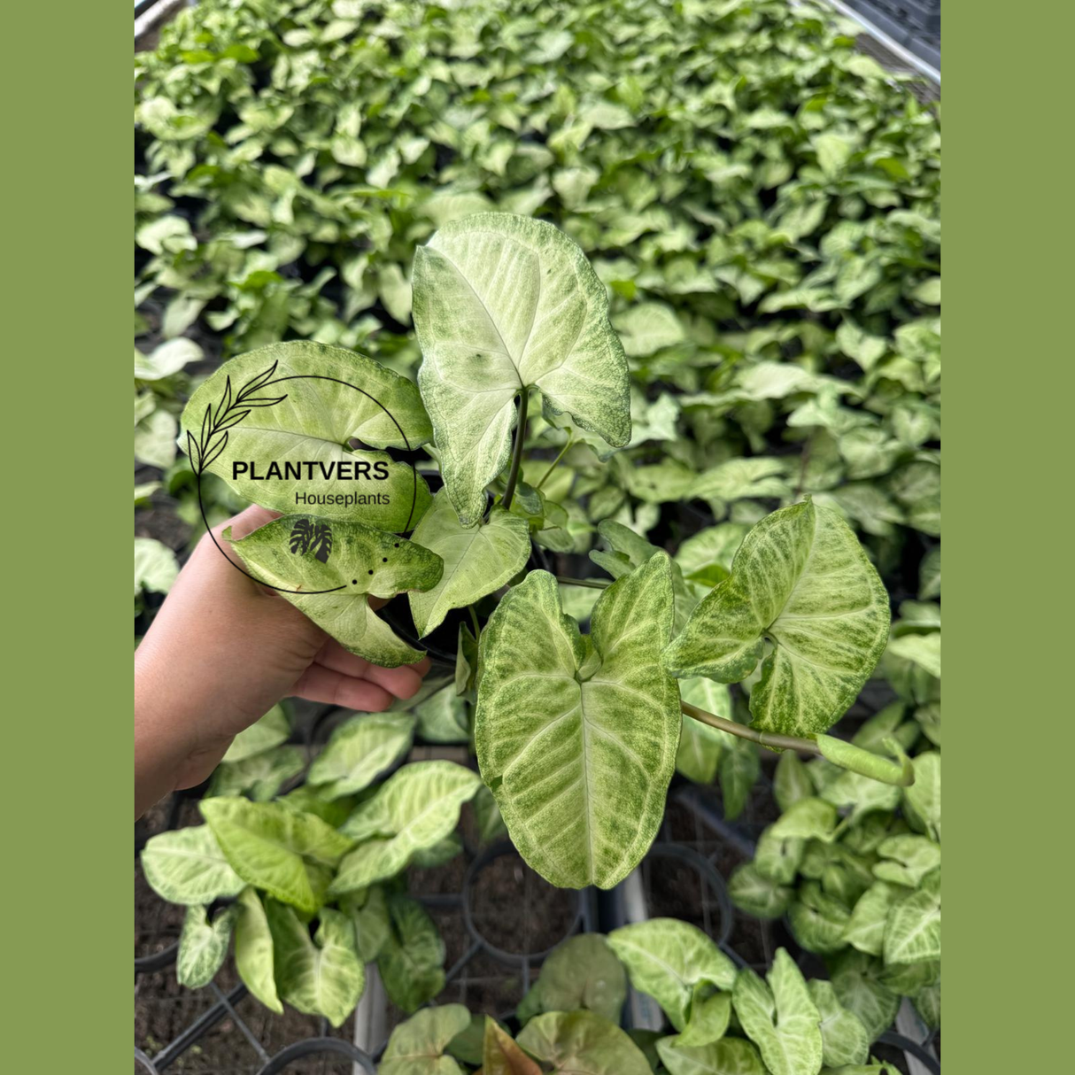 Syngonium Batik (Syngonium podophyllum) – 4" Nursery Pot | Arrowhead Plant | Rare Foliage Houseplant