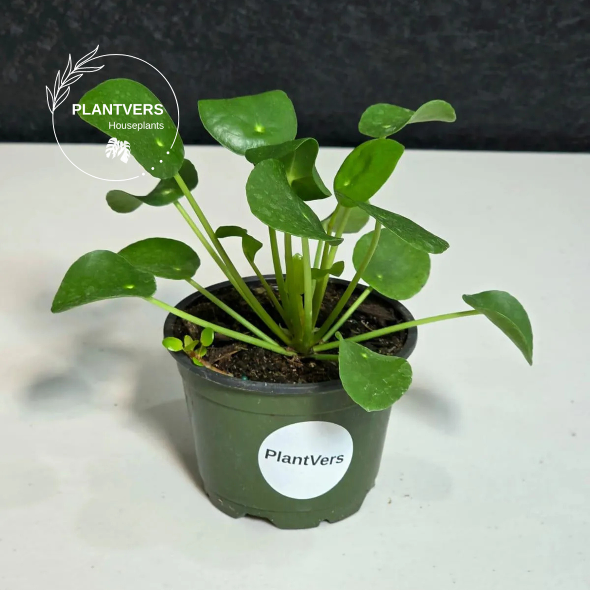 Chinese Money Plant 4” Pot | Pilea Peperomioides | Easy Care Indoor Plant | Money Plant Indoor | Office Houseplant