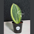 Variegated Whale Fin