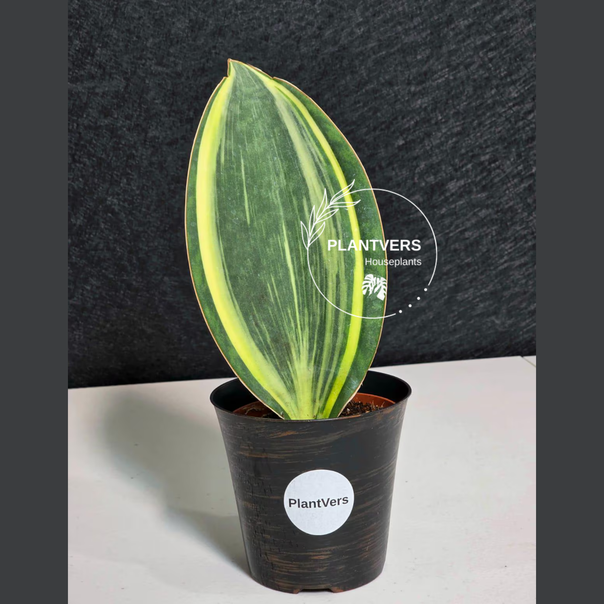 Variegated Whale Fin