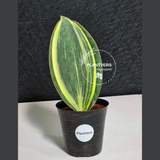 Variegated Whale Fin