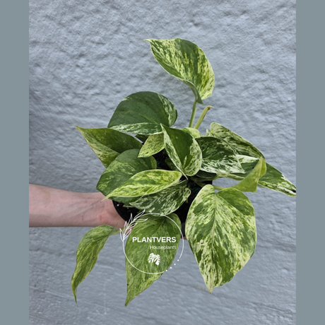 Pothos