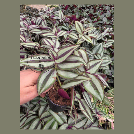 Wandering Jew Silver Plant