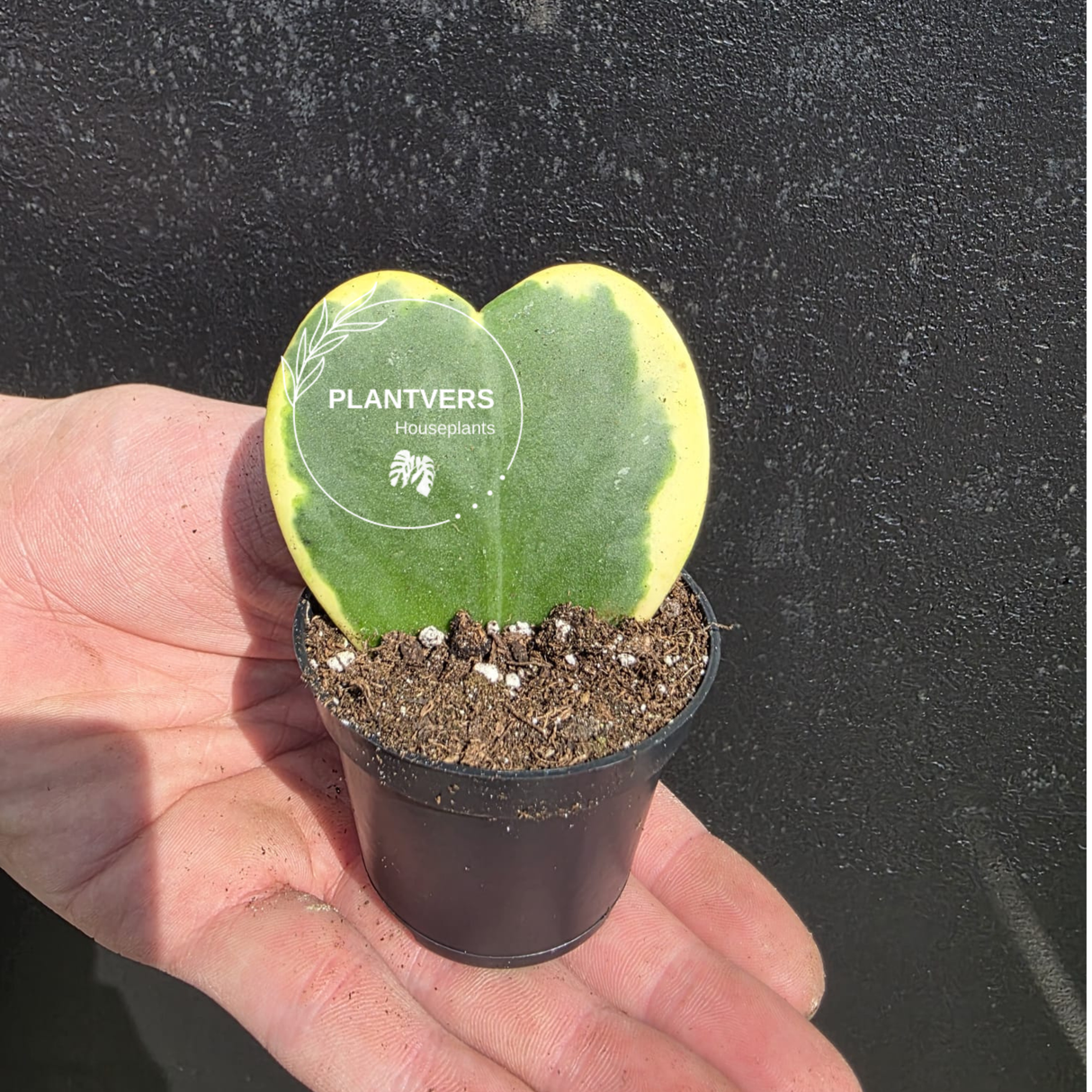 PlantVers hoya heart plant