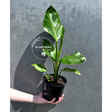 PlantVers bird of paradise plant