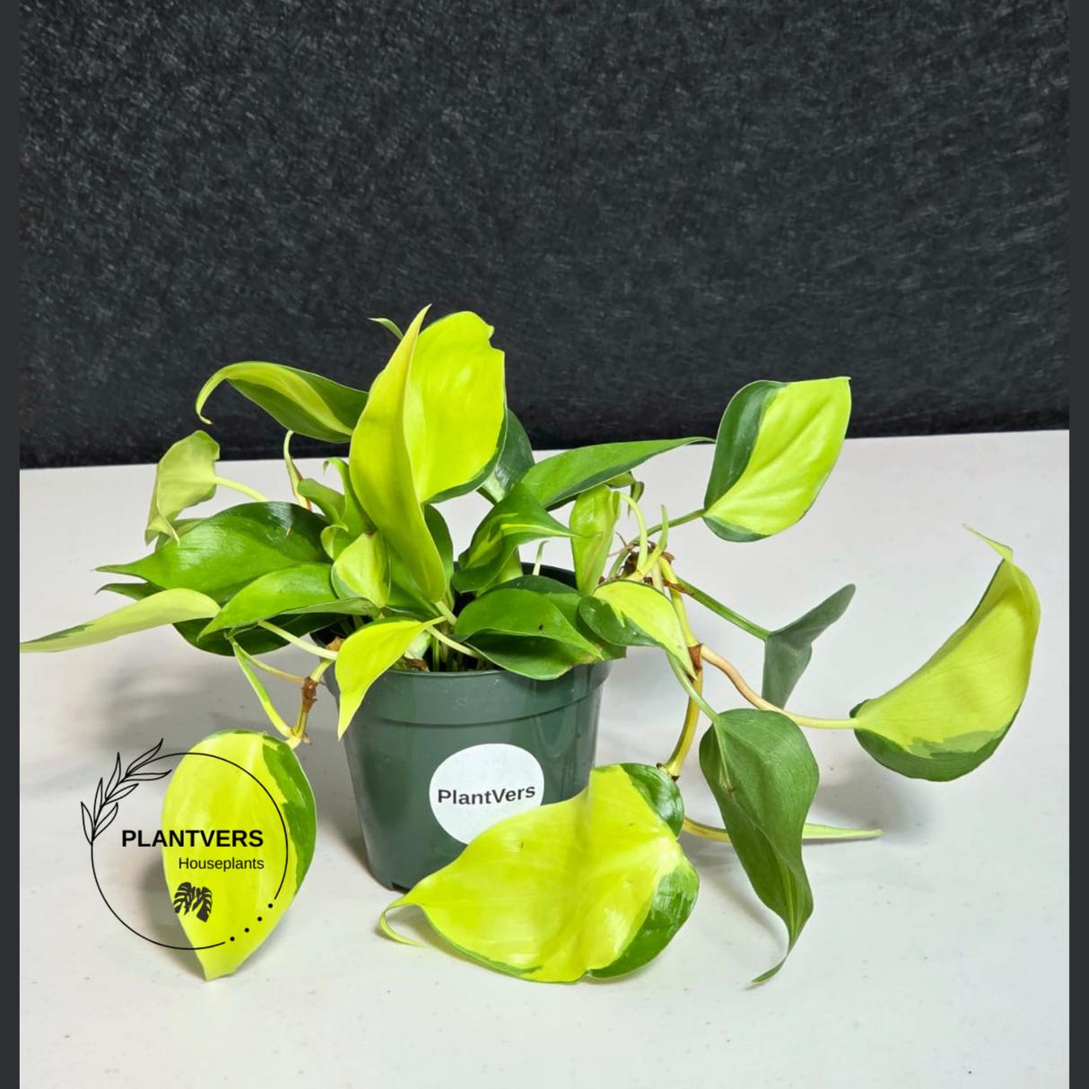 PlantVers trailing philodendron        