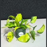 PlantVers trailing philodendron        