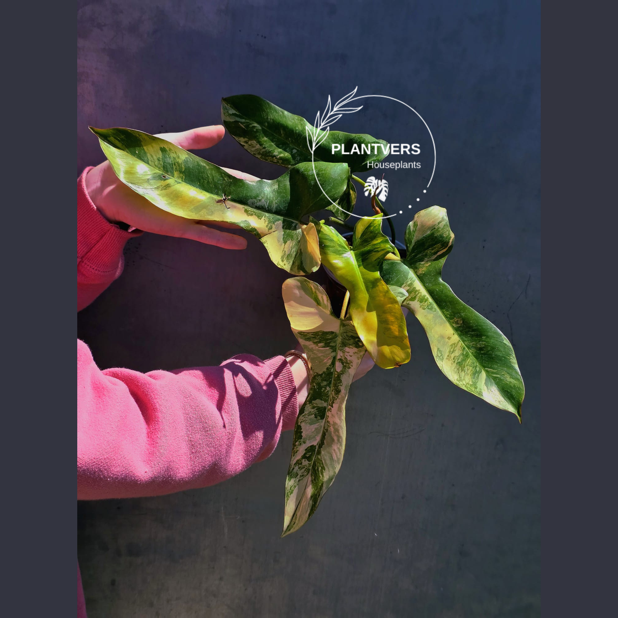 Super Rare Variegated Philodendron Florida Beauty x Billietiae - Best Gift Pant - Exact Same Plant - US Seller - Extremely Rare Live Plant