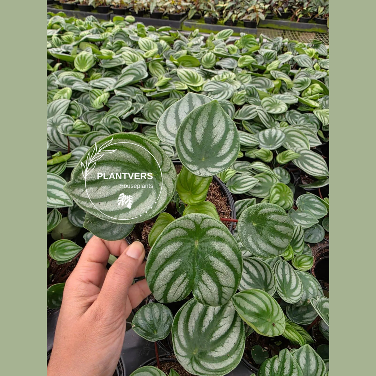 Watermelon Peperomia