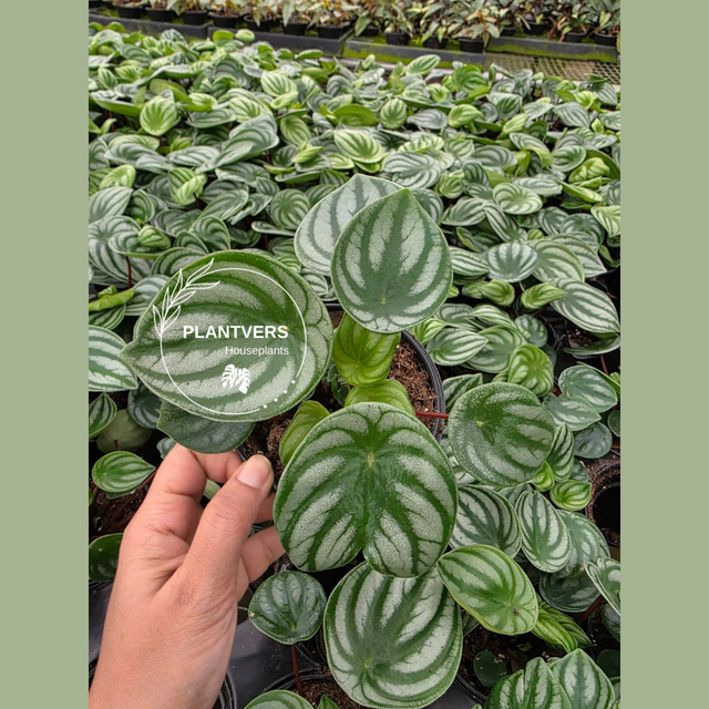 Watermelon Peperomia