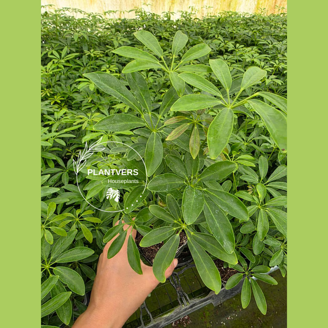 Schefflera Green