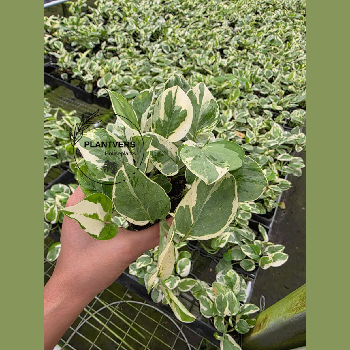 N’Joy Pothos 