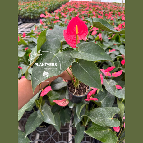 Pink Anthurium