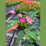 Purple Anthurium 