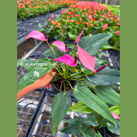 Purple Anthurium 