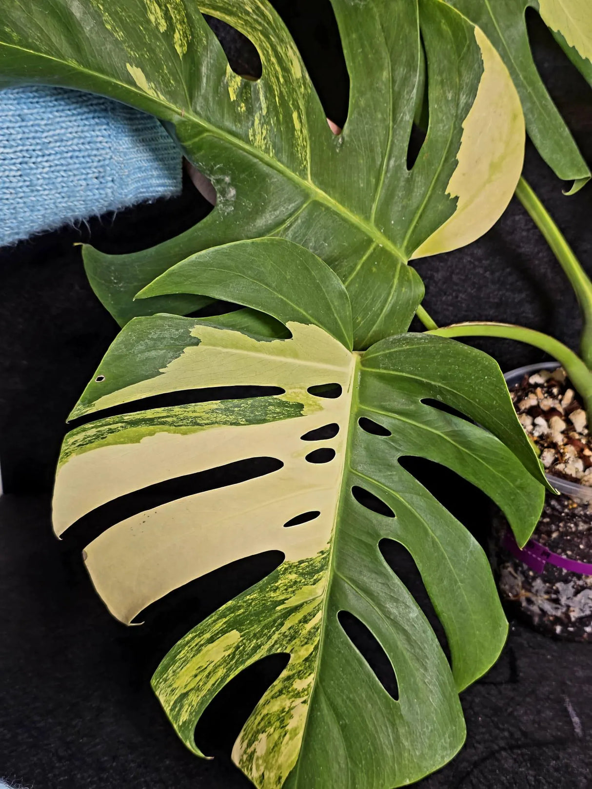 Monstera Aurea Variegated Borsigiana Live plant - Monstera Marmota Large Form - EXACT Same Plant - US Seller