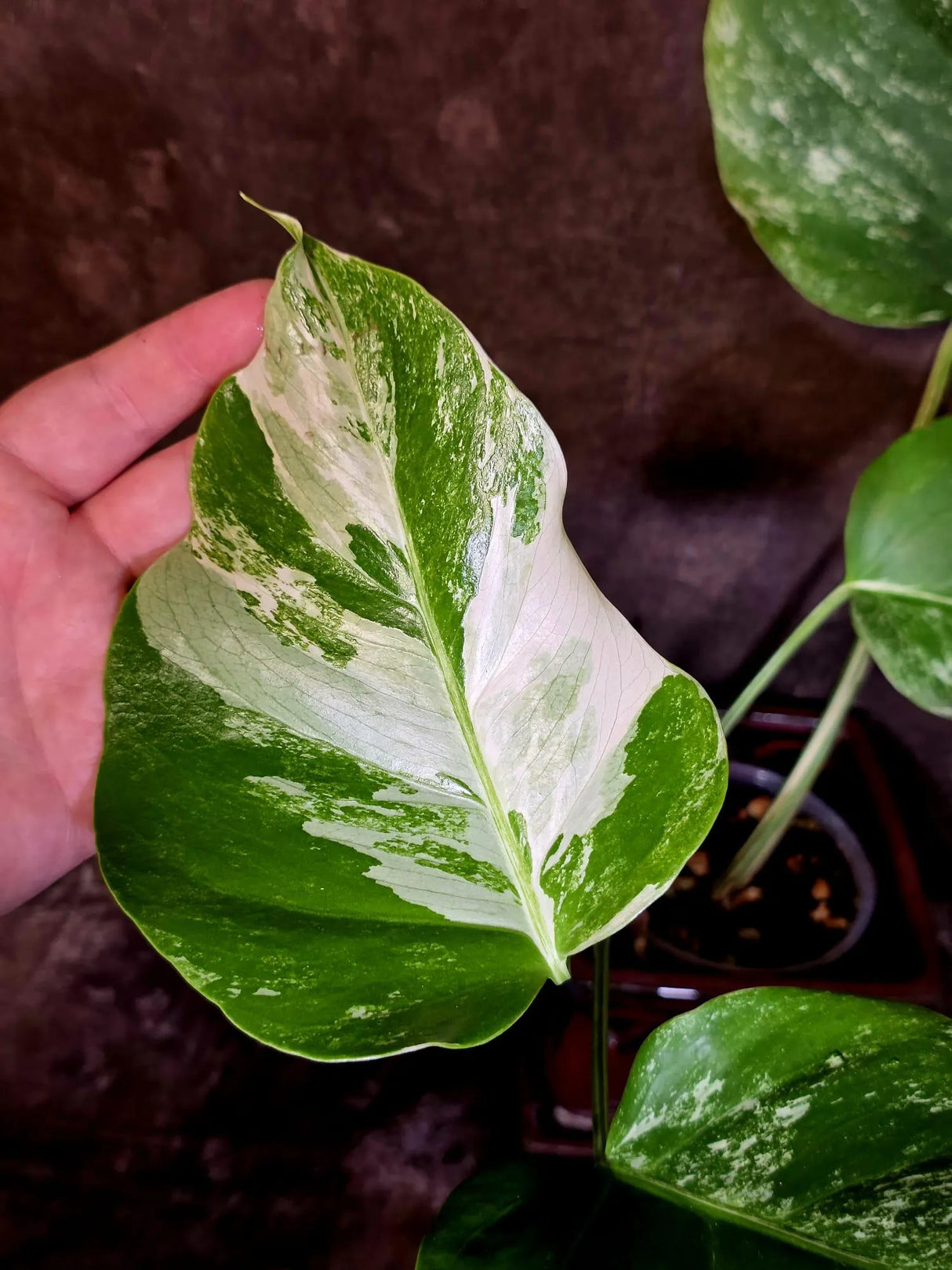 Variegated Monstera Albo - Rare White Monstera Borsigiana (6-5-23)