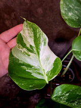 Variegated Monstera Albo - Rare White Monstera Borsigiana (6-5-23)