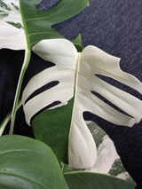 Rare Variegated Monstera Albo - White Albo Borsigiana Mature EXACT Plant - Large Form - US Seller