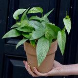 Cebu Blue Pothos in a 3" Nursery Pot | Epipremnum Pinnatum Vining Plant