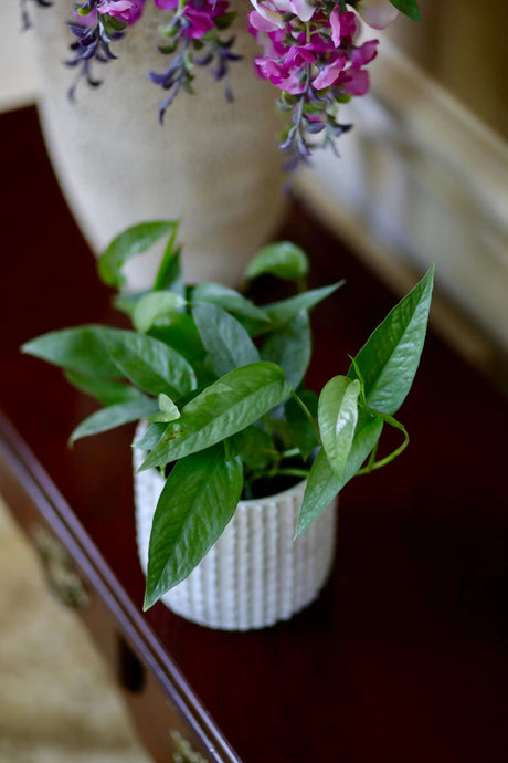 Cebu Blue Pothos in a 3" Nursery Pot | Epipremnum Pinnatum Vining Plant