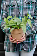 Cebu Blue Pothos in a 3" Nursery Pot | Epipremnum Pinnatum Vining Plant