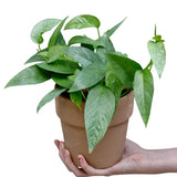 Cebu Blue Pothos in a 3" Nursery Pot | Epipremnum Pinnatum Vining Plant