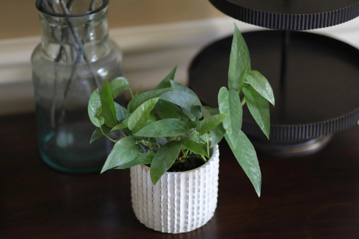 Cebu Blue Pothos in a 3" Nursery Pot | Epipremnum Pinnatum Vining Plant