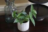 Cebu Blue Pothos in a 3" Nursery Pot | Epipremnum Pinnatum Vining Plant