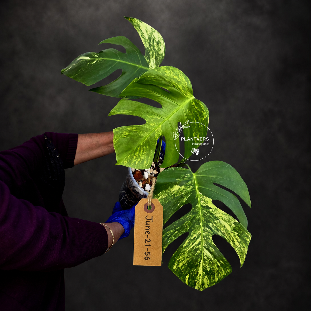 Monstera Aurea Variegated Borsigiana - Monstera Marmota - (June-21-56)