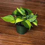 Rare Brasil philodendron Cuttings & Nursery Pots - Easy Care Houseplant Brasil Extremely Rare Low Light indoor vining plant office plant