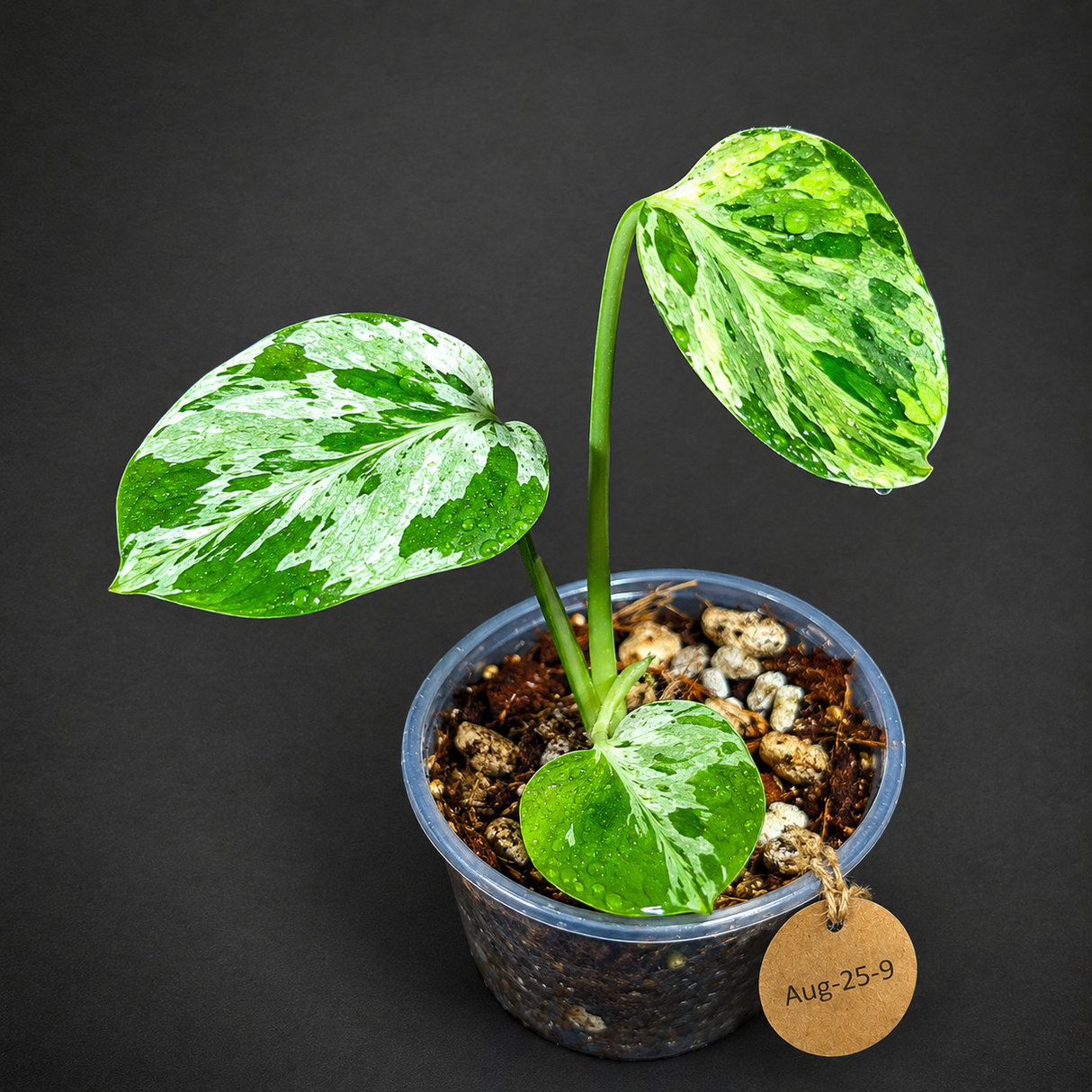 Monstera “Bulbasaur” Variegated - Exact Plant - (Aug-25-8)
