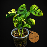 Variegated Monstera Adansonii Aurea Plant - Rare Swiss Cheese EXACT Same Plant - US Seller