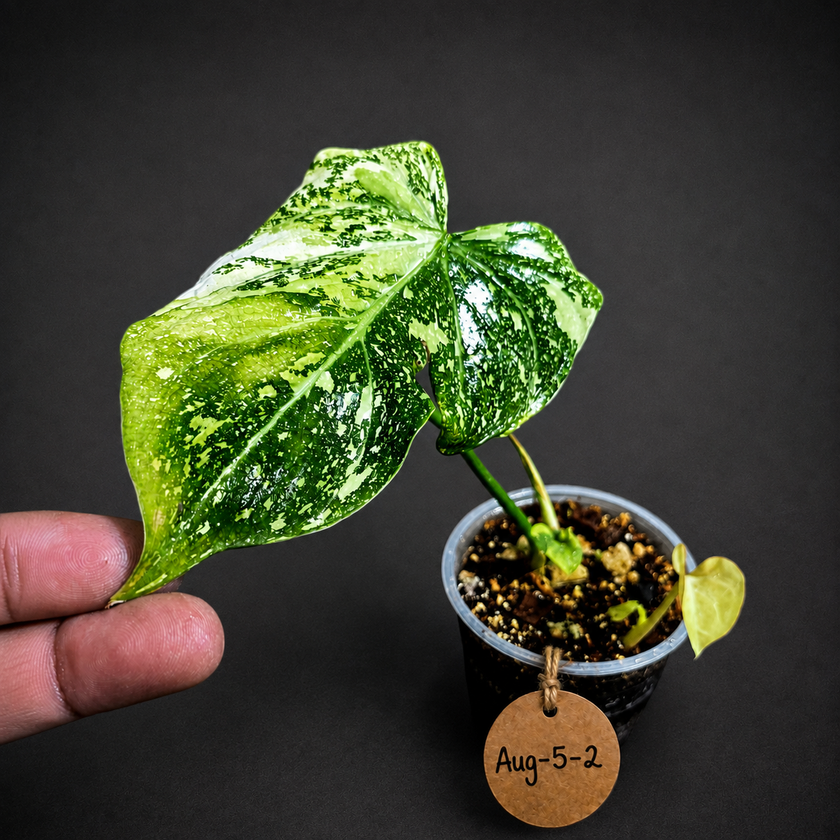 Philodendron Gloriosum Tricolor Variegated - Rare Exact Plant - (Aug-5-2)