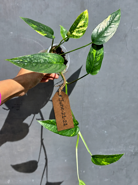 Rare Variegated Golden Flame Epipremnum Pinnatum - Exact Plant - (June-22-11)
