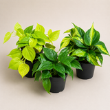 Set of 3 Philodendron Assorted in 4" Pots - Lemon Lime, Heartleaf, Brasil- Easy Care Houseplants - Indoor Plant Collection