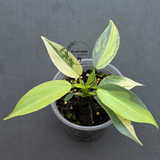 Philodendron Silver Sword Variegated - Rare Collectors Plant - Exact Plant ( June-17-05)