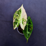 Variegated Alocasia Pink Dragon Albo – Rare Elephant Ear Plant (June-17-15)