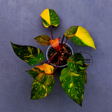 Variegated Philodendron Orange Princess - Rare Exact Plant (June-17-17)