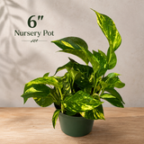 Golden Pothos Live Plant - Epipremnum Aureum - Low Light Indoor Plant - Desk  Shelf Hanging Basket Plant - Air Purifier Plant