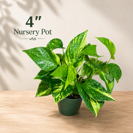 Golden Pothos Live Plant - Epipremnum Aureum - Low Light Indoor Plant - Desk  Shelf Hanging Basket Plant - Air Purifier Plant